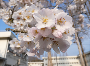 校内風景（令和2年4月10日）