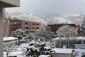 雪が積もりました