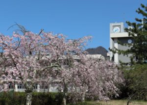 校内風景（令和3年4月9日）