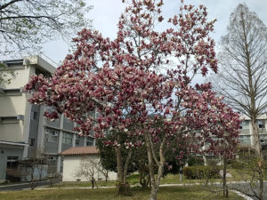 舞鶴高専および近所の花を写真で紹介します。（第1弾）