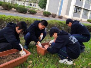 学校緑化推進事業を活用してスイセンの植栽を行いました。
