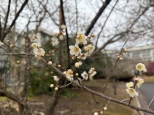 春の訪れを感じる校内の風景(2026.3)